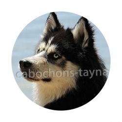 chien 