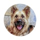 chien 