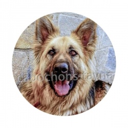 chien 