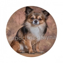 chien 