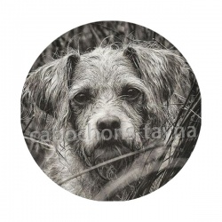 chien 