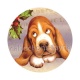 chien 