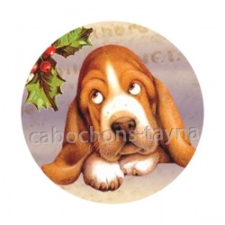 chien 