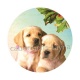 chien 