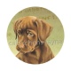 chien 