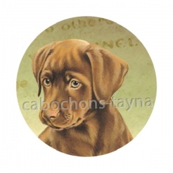 chien 