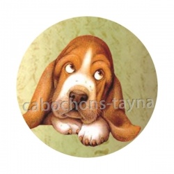 chien 
