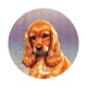 chien 