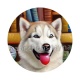 chien 