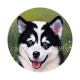 chien 