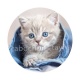 chaton
