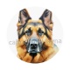 chien