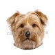 chien