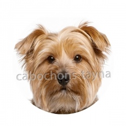 chien