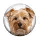 Cabochon Verre - chien