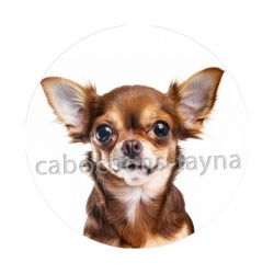chien
