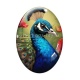 Cabochon Verre Ovale -  paon