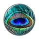Cabochon Résine - plume paon