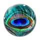 Cabochon Verre - plume paon