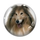 Cabochon Verre - chien