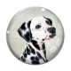 Cabochon Verre - chien dalmatien
