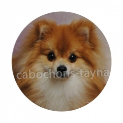 chien