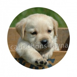 chien