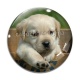 Cabochon Verre - chien