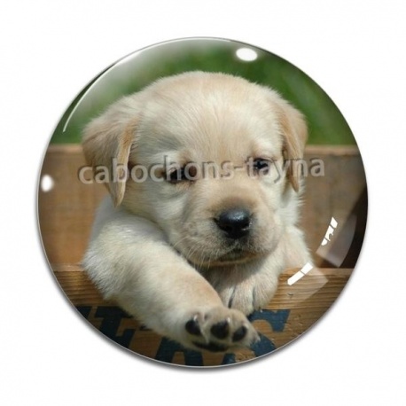 Cabochon Verre - chien
