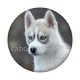 chien
