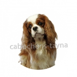 chien