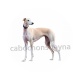 chien