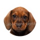 chien