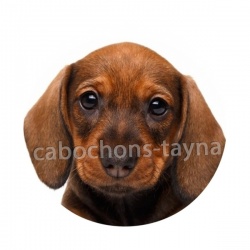 chien