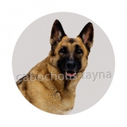 chien