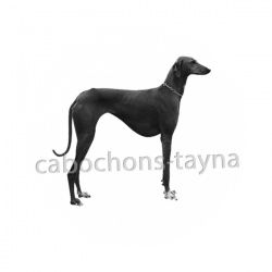 chien