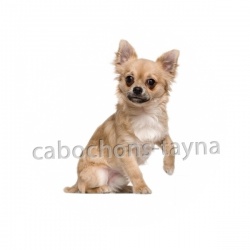 chien