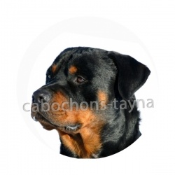 chien