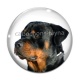 Cabochon Verre - chien