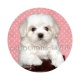 chien