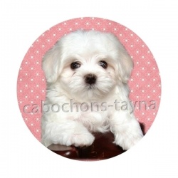 chien