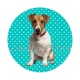 chien