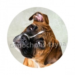 chien