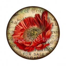 coquelicot