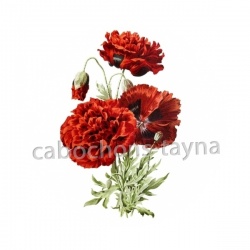 coquelicot