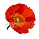 coquelicot