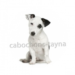 chien