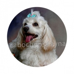 chien