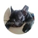 chien