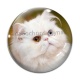 Cabochon Verre - chat